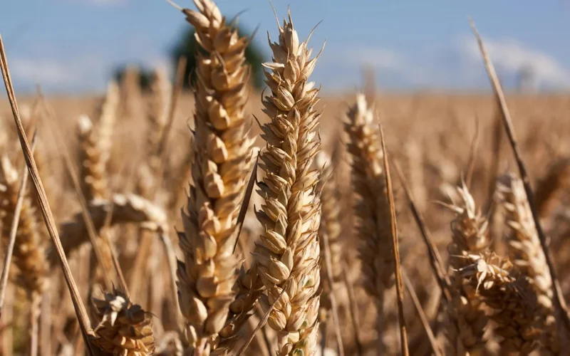 Kazakhstan exports 1.8 mln tonnes of barley