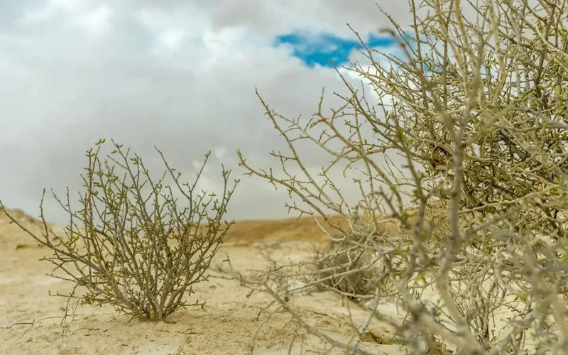 қурғоқчилик