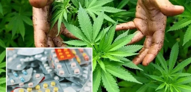 Túrkııa medıtsınalyq kannabısti maquldady