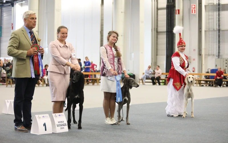 Kazakhstan’s Tazy dog breed debuts at World Dog Show 2025 in Helsinki 