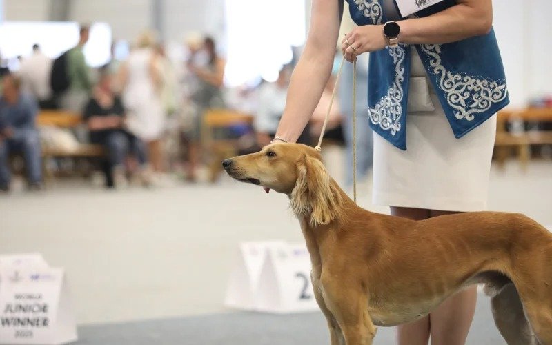 Kazakhstan’s Tazy dog breed debuts at World Dog Show 2025 in Helsinki 