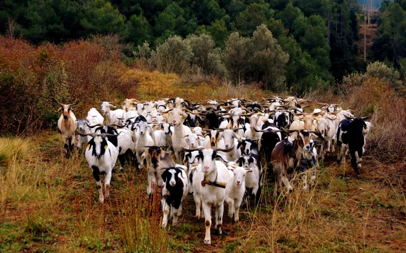 Каталониядағы аш құрсақ ешкілер Испаниядағы орман өртімен күресуге көмектесе бастады