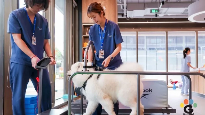 Первый фитнес-клуб для собак открыли в Китае