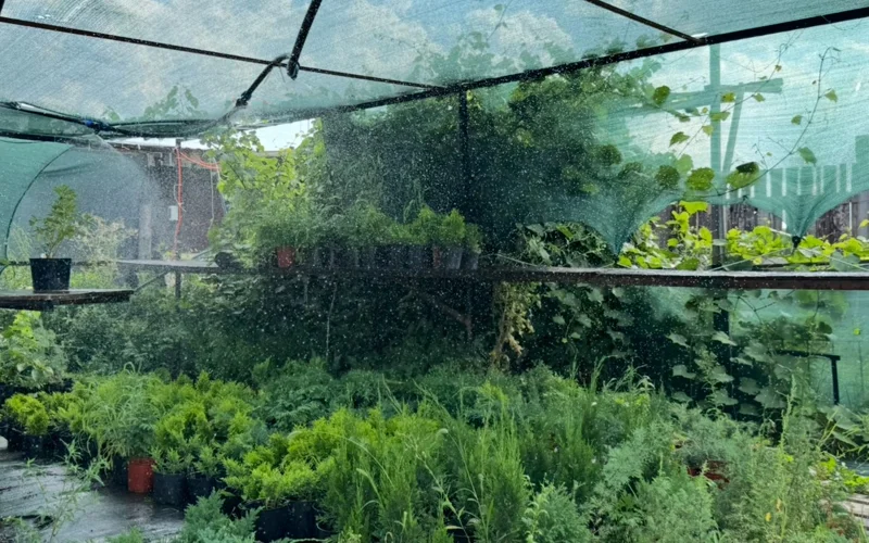 Терпение, снег и туи: как работает питомник декоративных растений в Костанайской области