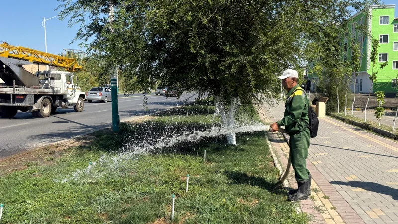 Почему саженцы деревьев не приживаются, рассказали в акимате Кызылорды