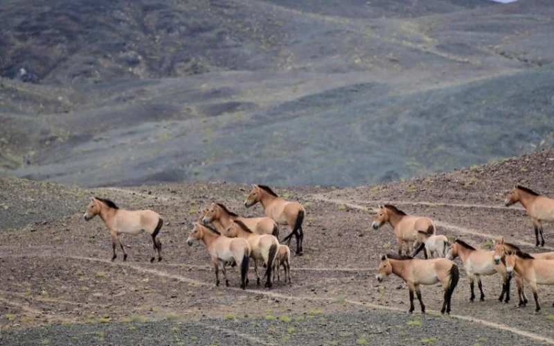 Қытайда керқұлан саны 900-ден асты