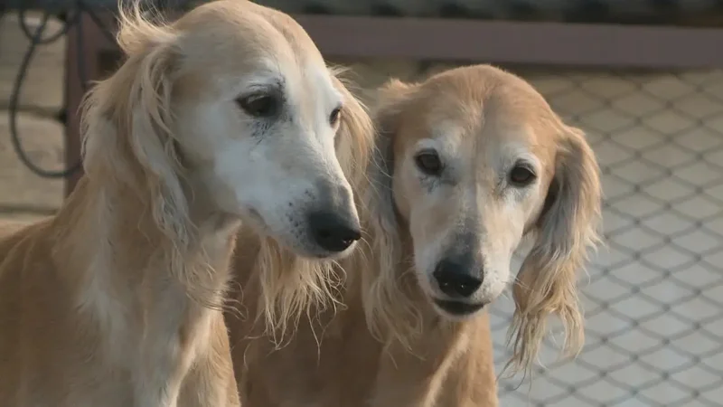 Kazakhstan President orders to continue efforts to preserve and promote Tazy and Tobet dog breeds