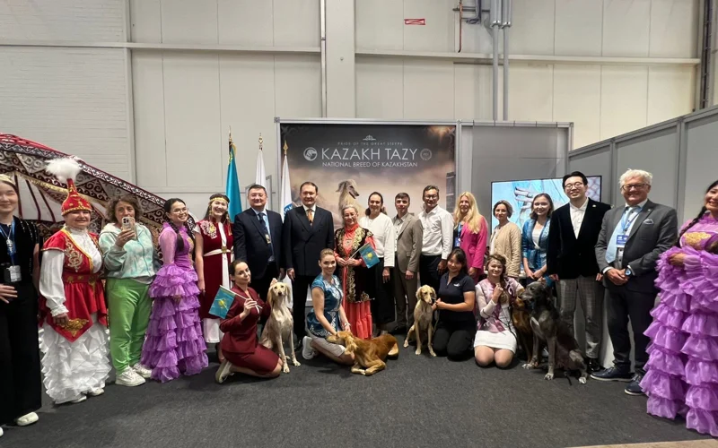 Казахский тазы покорил мировых экспертов на World Dog Show 2025