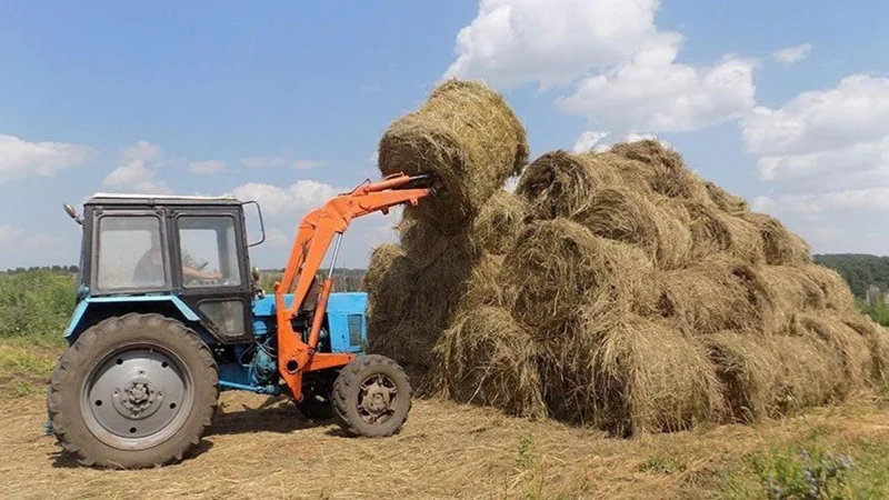 Более 20 млн тонн кормов заготовлено в Казахстане