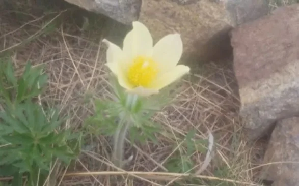 В нацпарке «Бурабай» обнаружили цветущий подснежник в середине лета