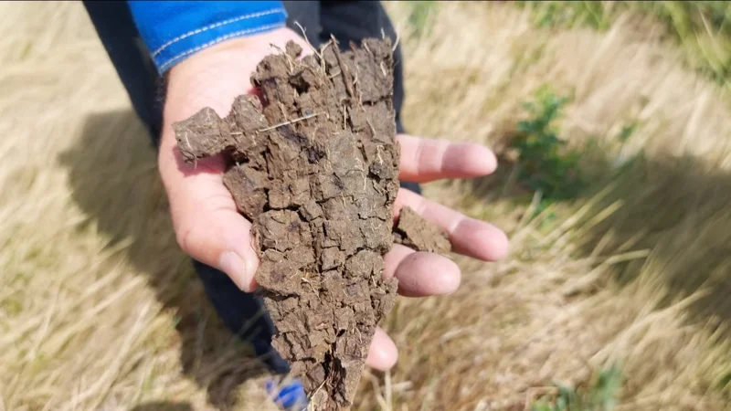 На 1,5 млн гектаров исследуют почвенный слой в Павлодарской области