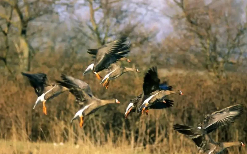 Норвегия мен Швеция сирек кездесетін таулы қаз үшін келісе алмай жатыр