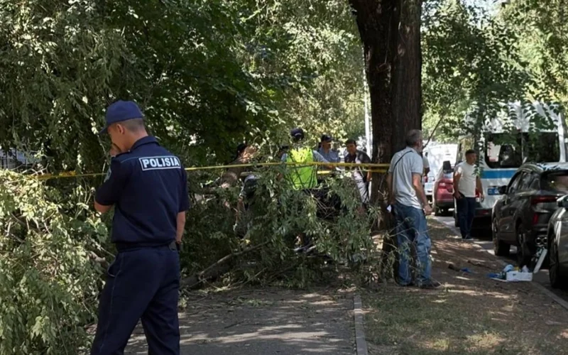 женщина погибла при падении ветки