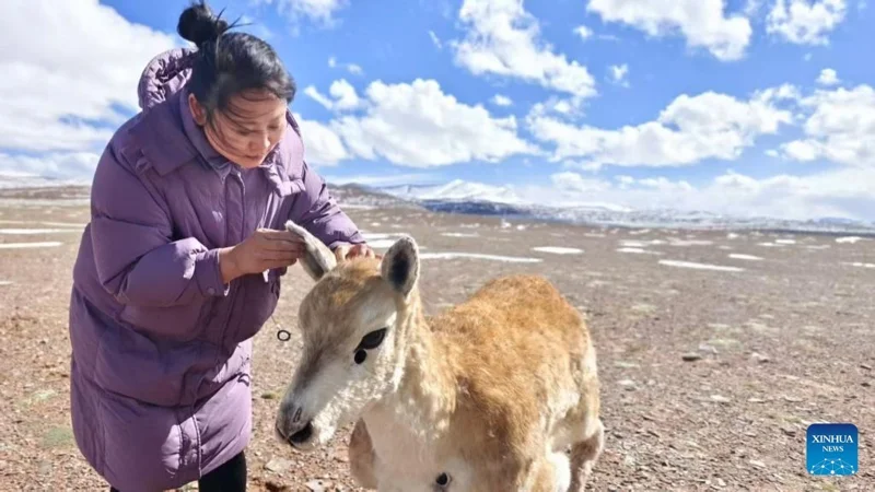 Китай внедрил робота в стадо антилоп