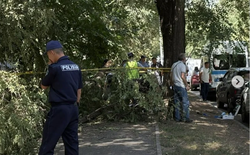 Алматыда үстіне ағаш құлаған қыз мерт болды