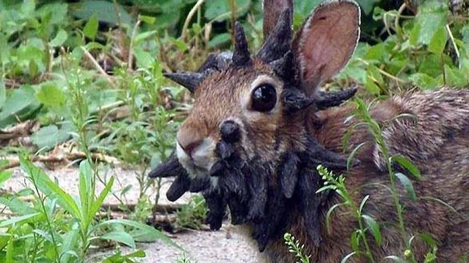 Rabbit with horns