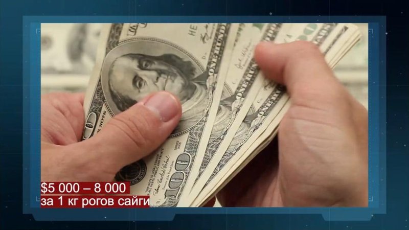 От охоты на браконьеров до изменений в законе: расследование «Правды в деталях»