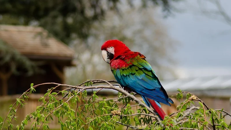 Ўзбекистонга 765 та тўтиқуш импорт қилинган