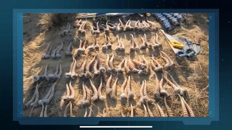 От охоты на браконьеров до изменений в законе: расследование «Правды в деталях»