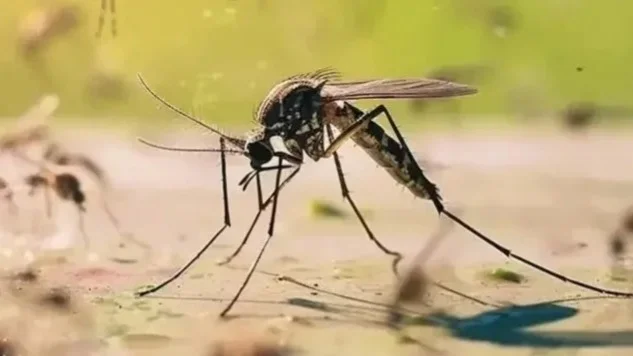 маса, вирус