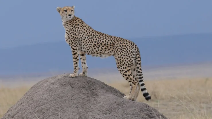 Гепард (Қабылан)