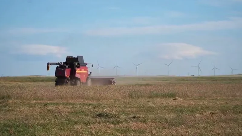 Костанайские аграрии начали сбор урожая