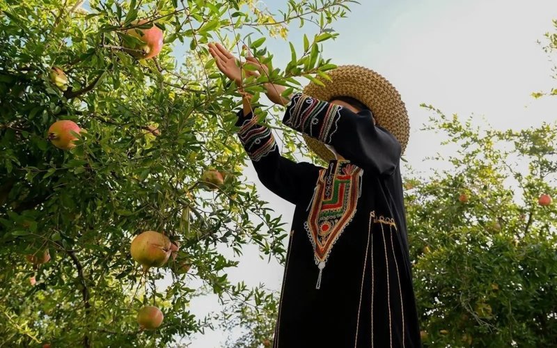 Local Pomegranate Production in Saudi Arabia Exceeds 37,000 Tons