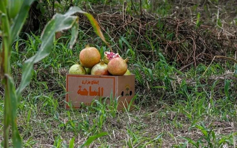 Local Pomegranate Production in Saudi Arabia Exceeds 37,000 Tons