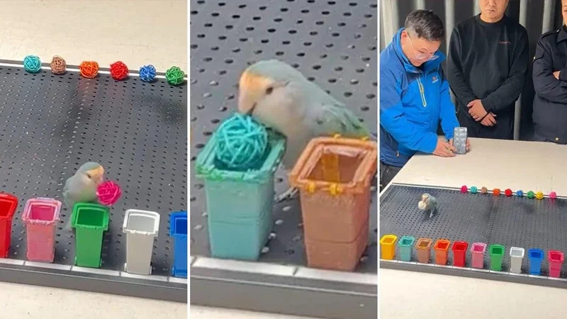 Попугай из Китая попал в книгу рекордов Гиннесса