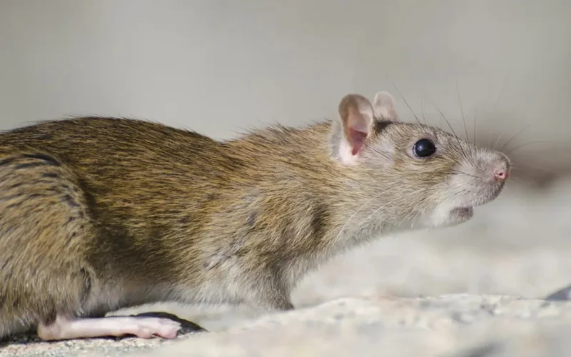 Ǵalymdar adam mıynyń jasýshalaryn tyshqandarǵa transplantatsııalady