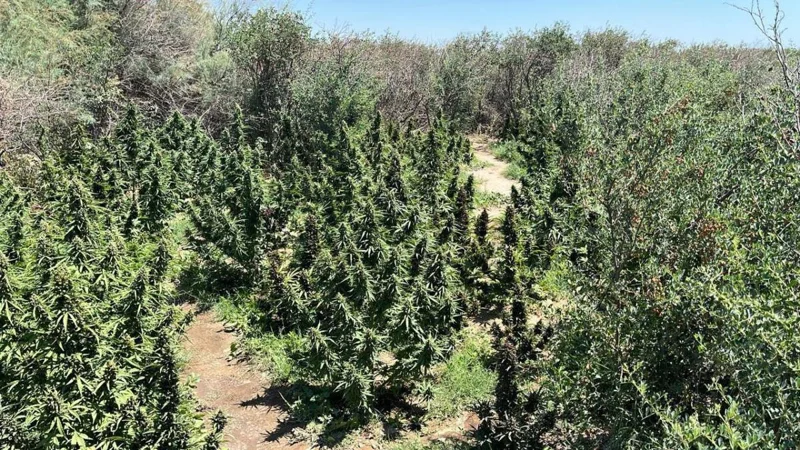 Крупный наркопосев ликвидировали в Кызылординской области