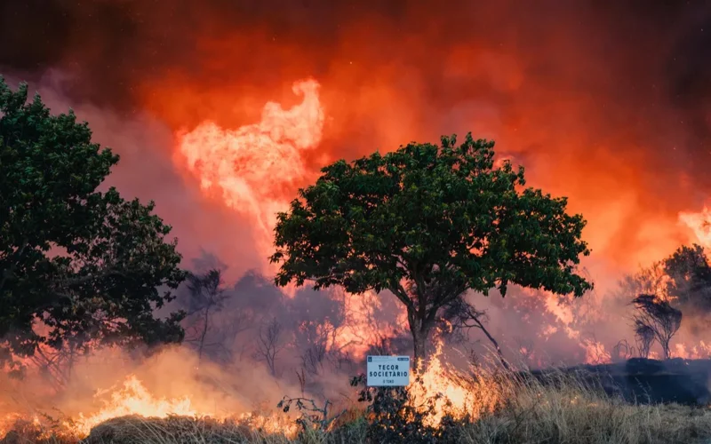 Пожары в Испании: выгорела рекордная площадь земли