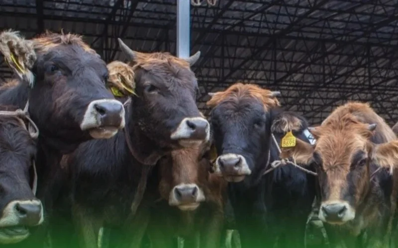 Livestock exports from Kyrgyzstan almost halved
