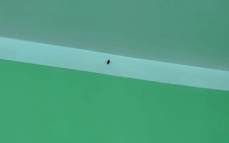 В Акмолинской области пожаловались на насекомых в детской больнице