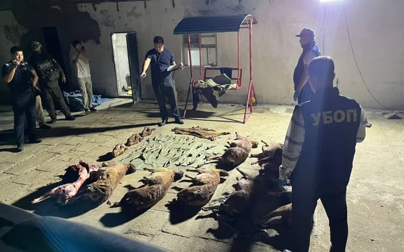 Mańǵystaý oblysynda kıik múıizderin zańsyz saqtaǵan turǵyn ustaldy