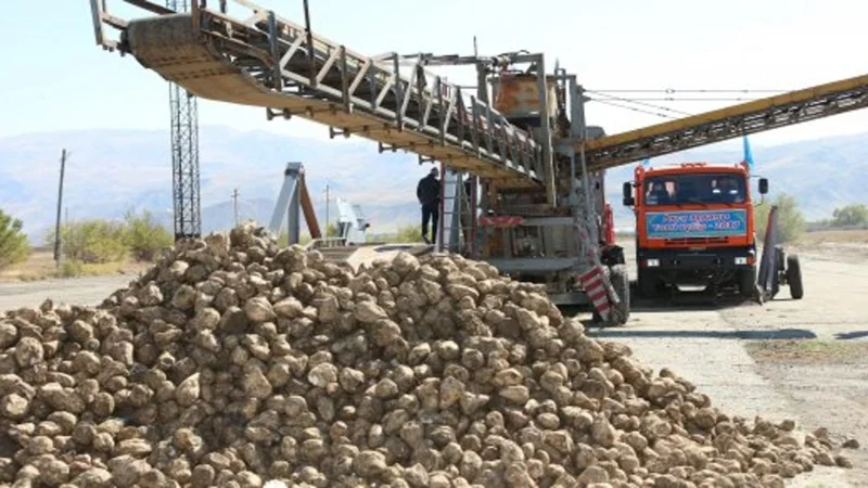 Жамбылским фермерам обещают перерабатывать до 1,5 млн тонн сахарной свеклы в год
