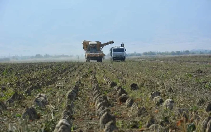 Жамбылским фермерам обещают перерабатывать до 1,5 млн тонн сахарной свеклы в год