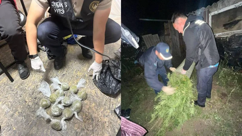 18 кустов марихуаны вырастил на даче житель Костанайской области