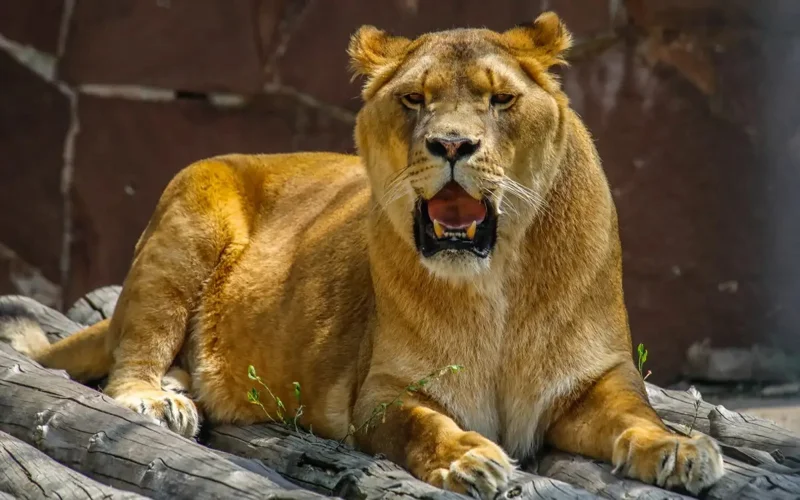 Not only Amur tigers: what other animals arrived in Kazakhstan