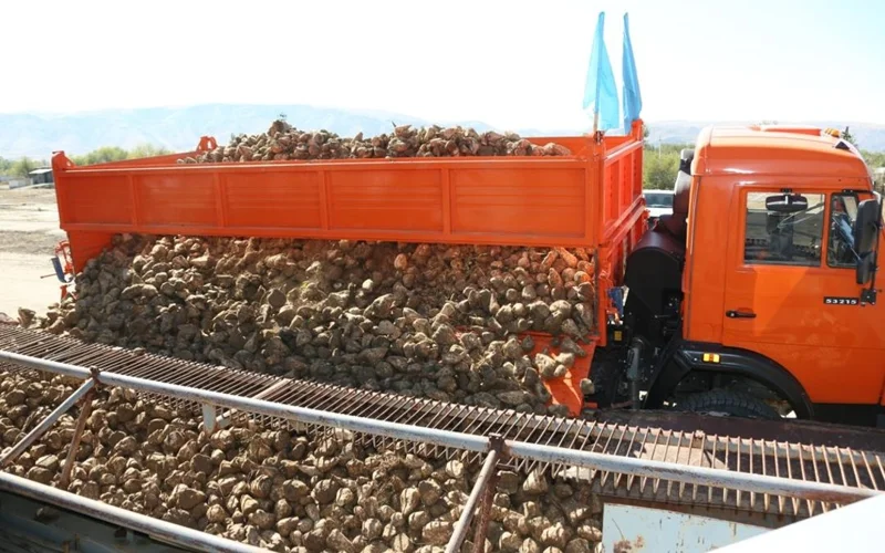 Жамбылским фермерам обещают перерабатывать до 1,5 млн тонн сахарной свеклы в год
