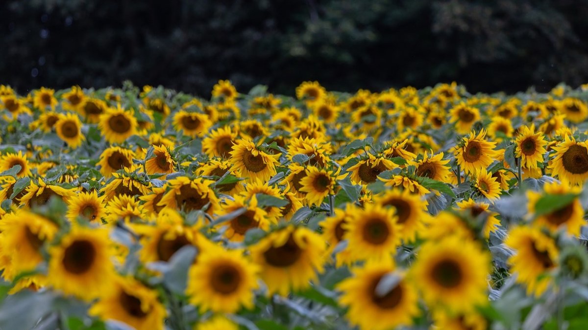 14,3 тонна залалданған күнбағыс тұқымы елге кіргізілмеді