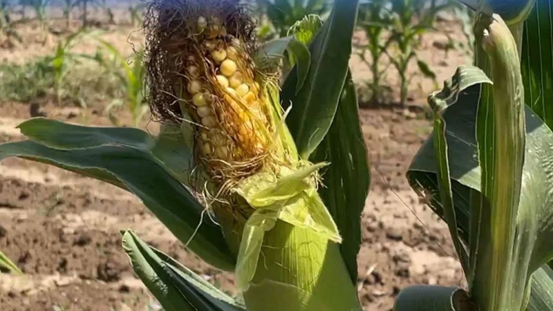 Жамбыл облысының диқандары бұрын су бармаған алқаптардан өнім жинап жатыр