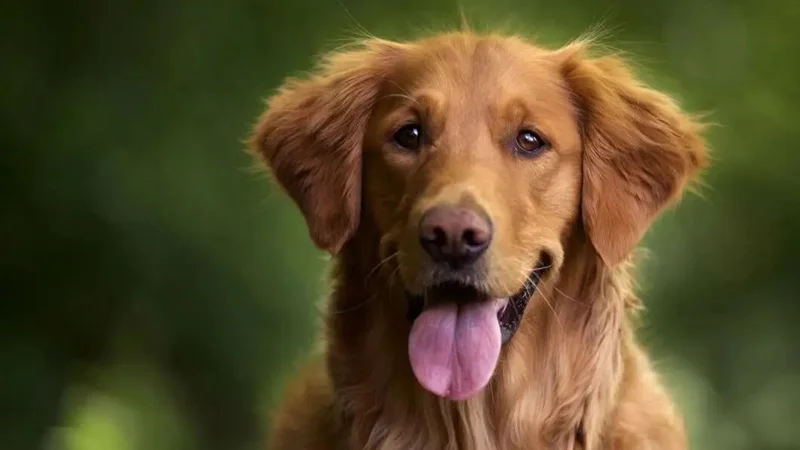 Нью-Делиде бір миллион қаңғыбас ит қайтадан көшеге шығарылды