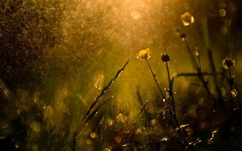 Rain