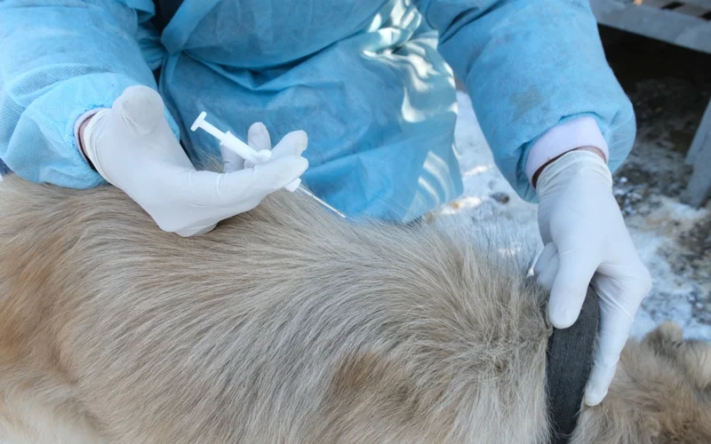 скорая ветпомощь в Алматы, ветеринар