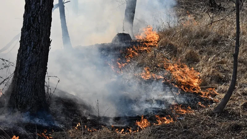 Режим ЧС из-за лесных пожаров введен в 4 регионах России