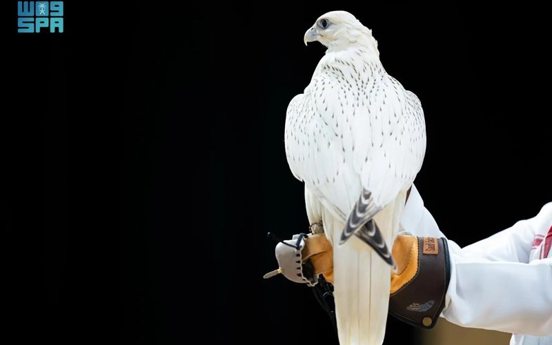 Falcon Sold for SAR1.2 Million at International Falcon Breeders Auction