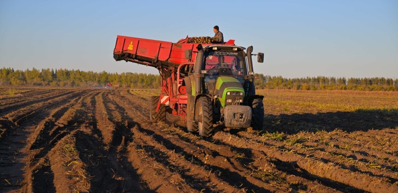 Bıyl Pavlodar oblysynda 2,67 mln tonna astyq jınalady dep boljandy Bıyl Pavlodar oblysynda 2,67 mln tonna astyq jınalady dep boljandy