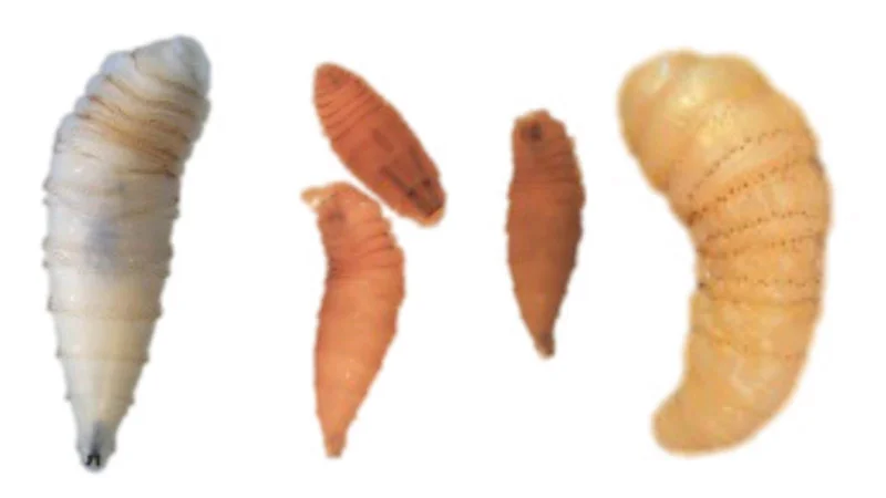 Flesh-eating screwworm