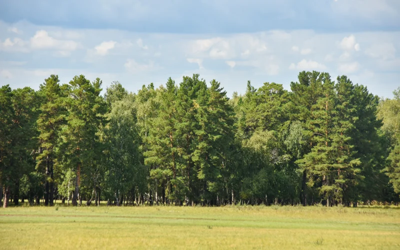 pole, les, orman